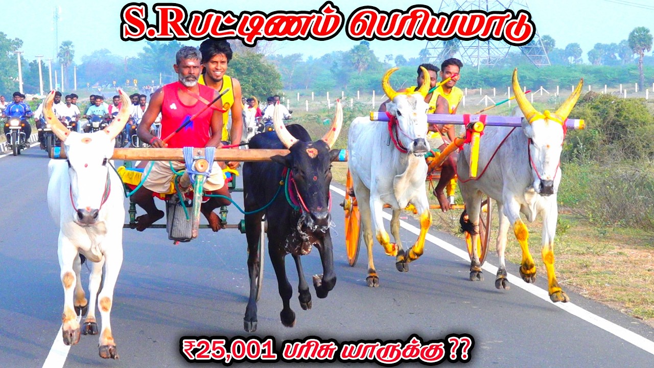 சிவகங்கை மாவட்டம் SRபட்டிணம் பெரியமாடு நேரலை 25k பந்தயம்