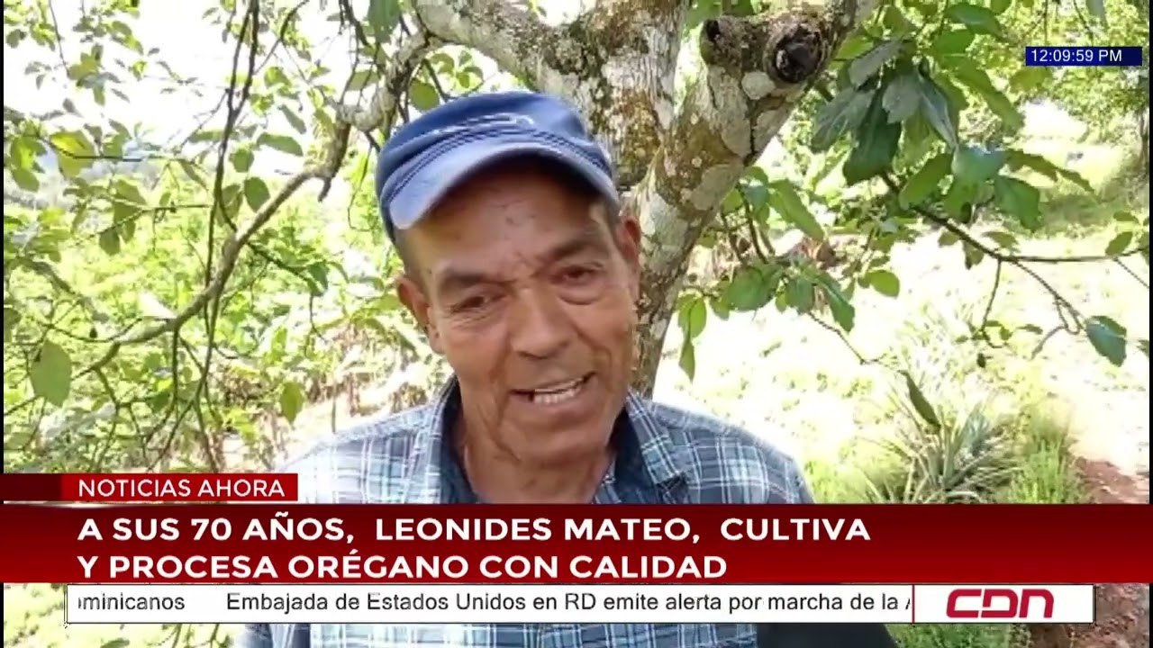 A sus 70 años, Leónides Mateo, cultiva y procesa orégano con calidad