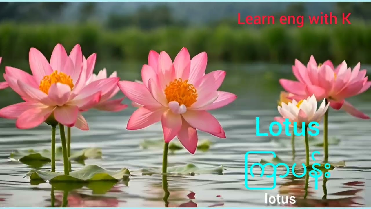 Learn about flowers #idiom#education #english #youtubeshorts #youtube #shorts #shortvideo