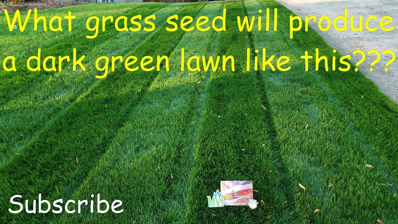 What grass seed produces a dark green lawn?