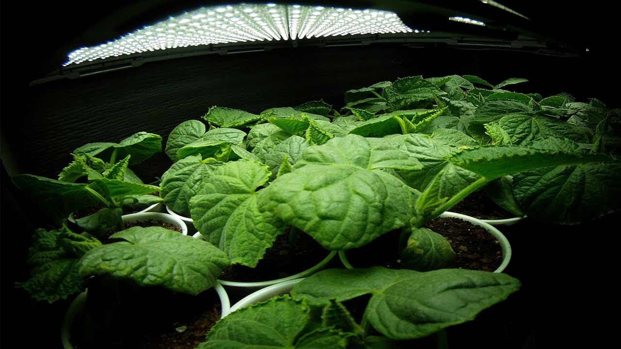 Top 10 Best LED Growing Lights for Indoor Plant USA
