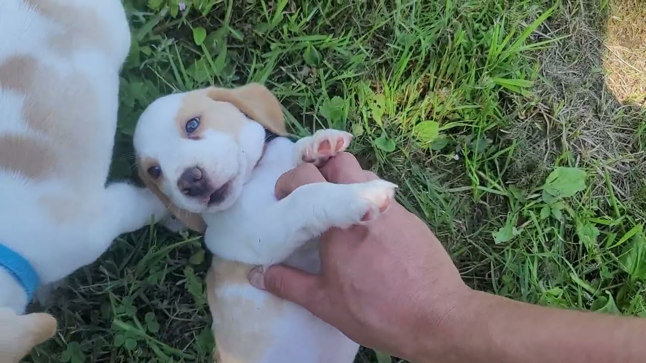 Xena x Maverick 2022 Puppies 5.5 Weeks Old! Enjoying The Outdoors!