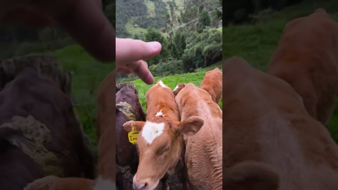 Leche 100% Organica | Producción de Leche Natural