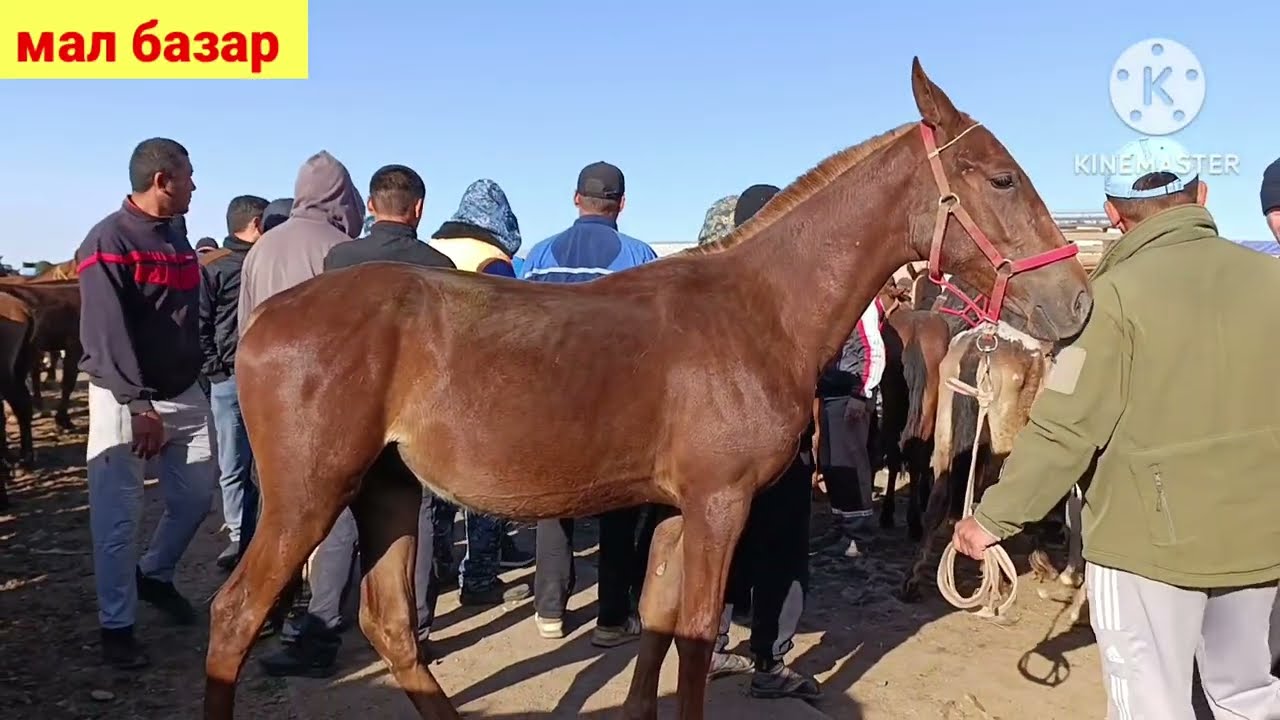 МАЛ БАЗАР БҮГІН | КЕЛЕС АБАЙ МАЛ БАЗАРЫ | БҮГІНГІ МАЛ БАЗАР | livestock market | 가축 시장
