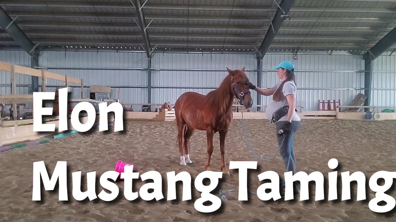 Mustang Training: Taming, Gentling and Handling with Elon