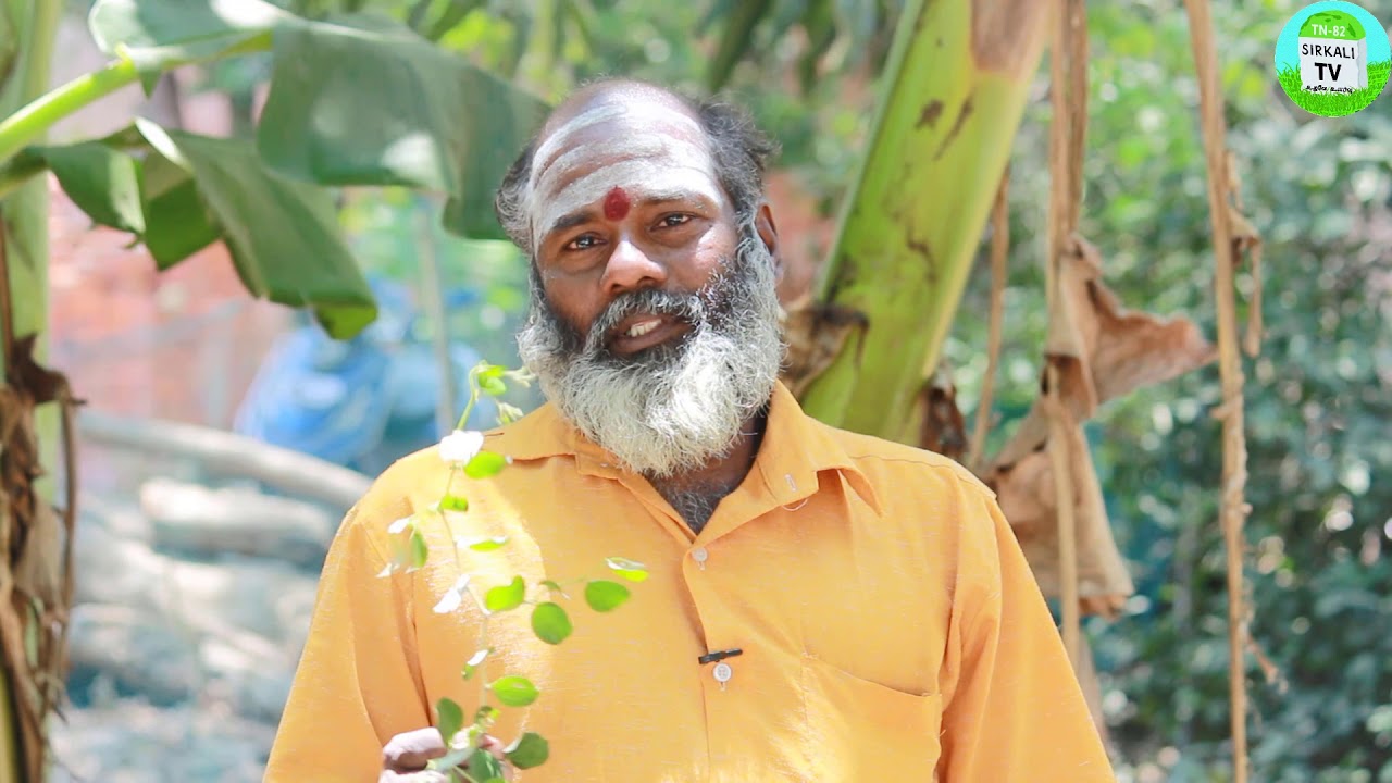 இலந்தை இலையின் அசர வைக்கும் பயன்கள் | குழந்தை பாக்கியம் தரும் இலை Elantha pazham jujube Benefits