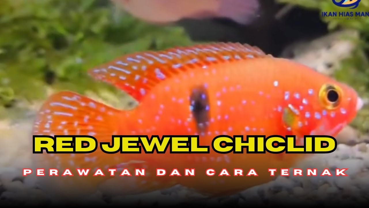Tips Merawat Ikan Red Jewel Chiclid