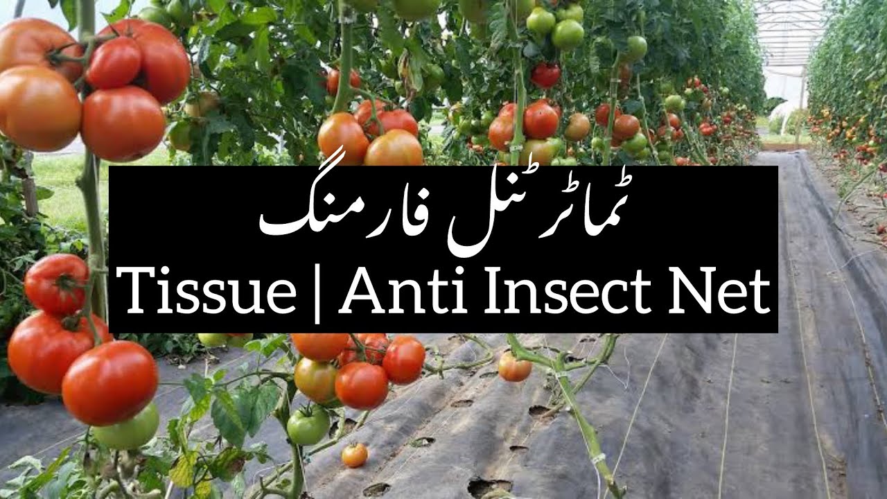 Tomato Tunnel Farming Pakistan | 🍅 Tomato Farming under anti-insect net and Tissue |