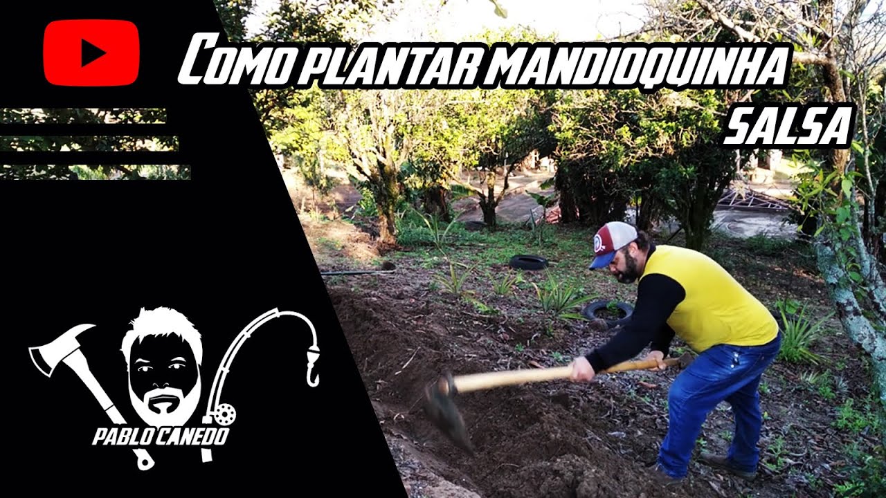 Como plantar mandioquinha salsa