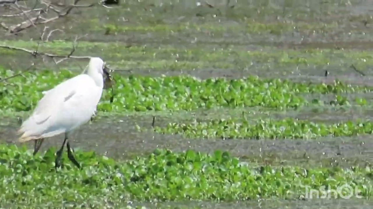 Mala bijela čaplja ulovila žabu - Little egret caught the frog