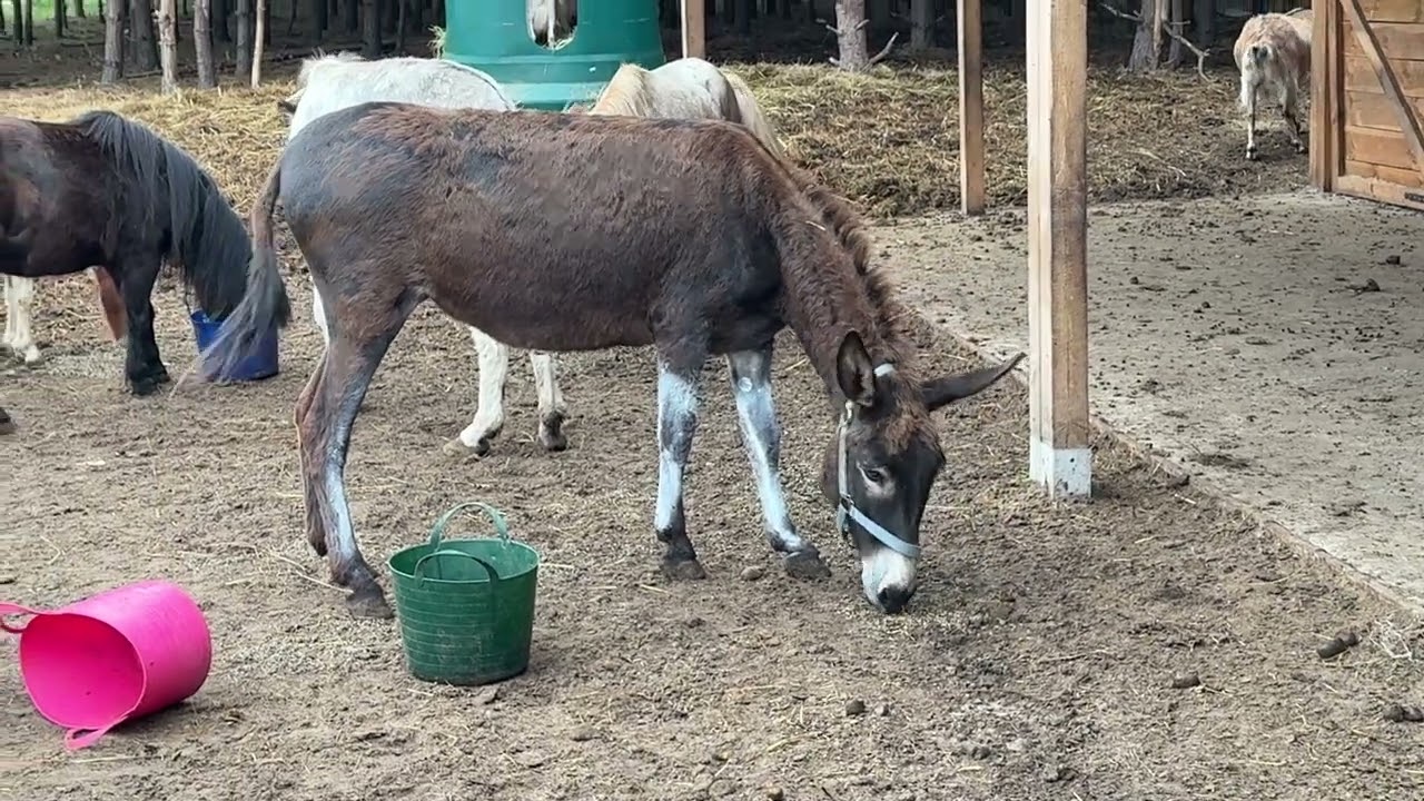Na padoku dla dziadków