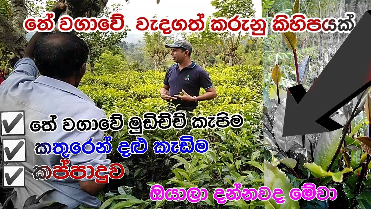 ඩොලර් ගෙන තේ ගොවියාට කුඩා  තේවතු අධිකාරියෙන් වැදගත් උපදෙස්Our farmer who cultivates with a degree