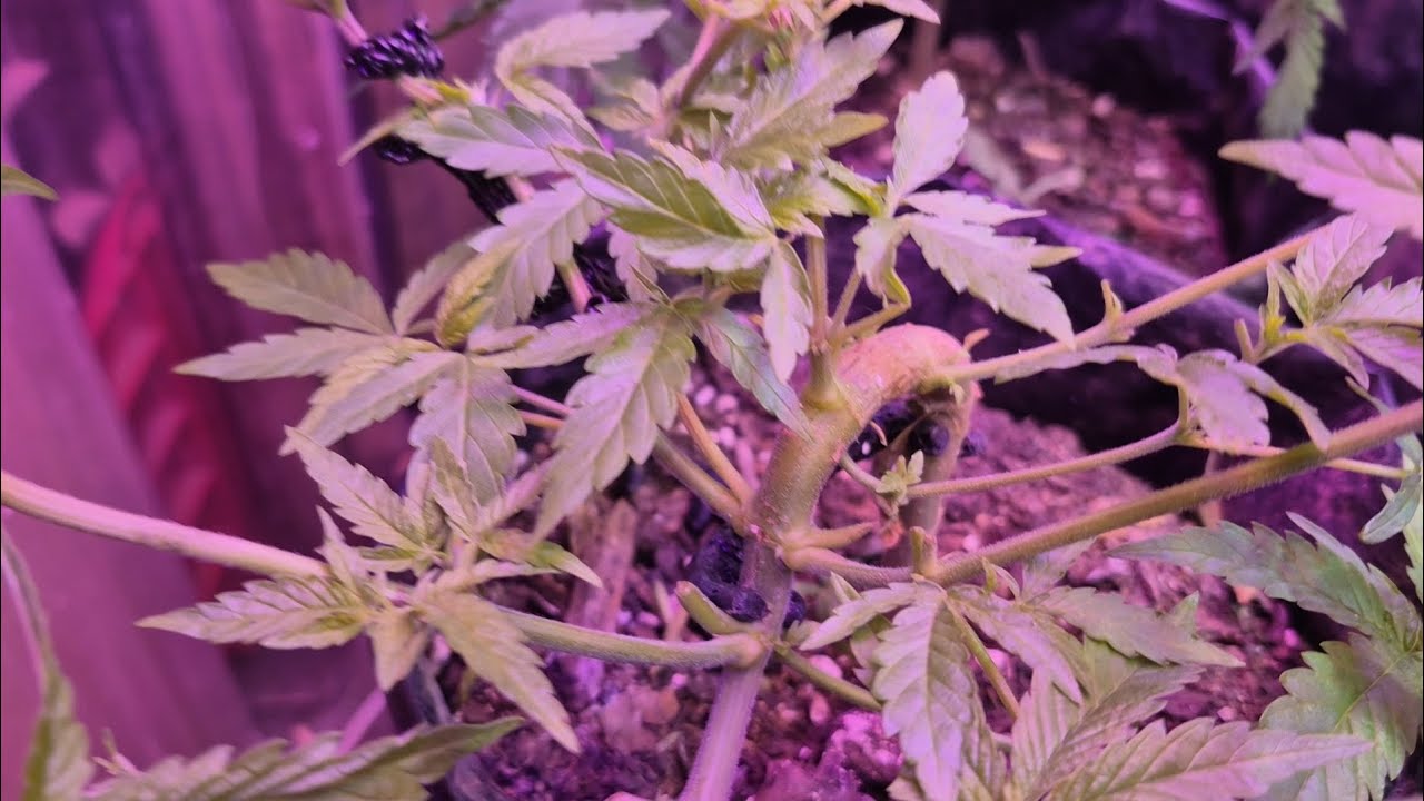 Hillbilly grow. Super crop. LST with custom Clips. Trimming