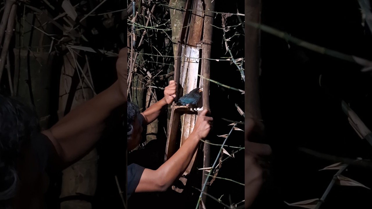 it turns out there is a bird sleeping here #trending #birds #nest #nature #shortvideo #animals #fyp