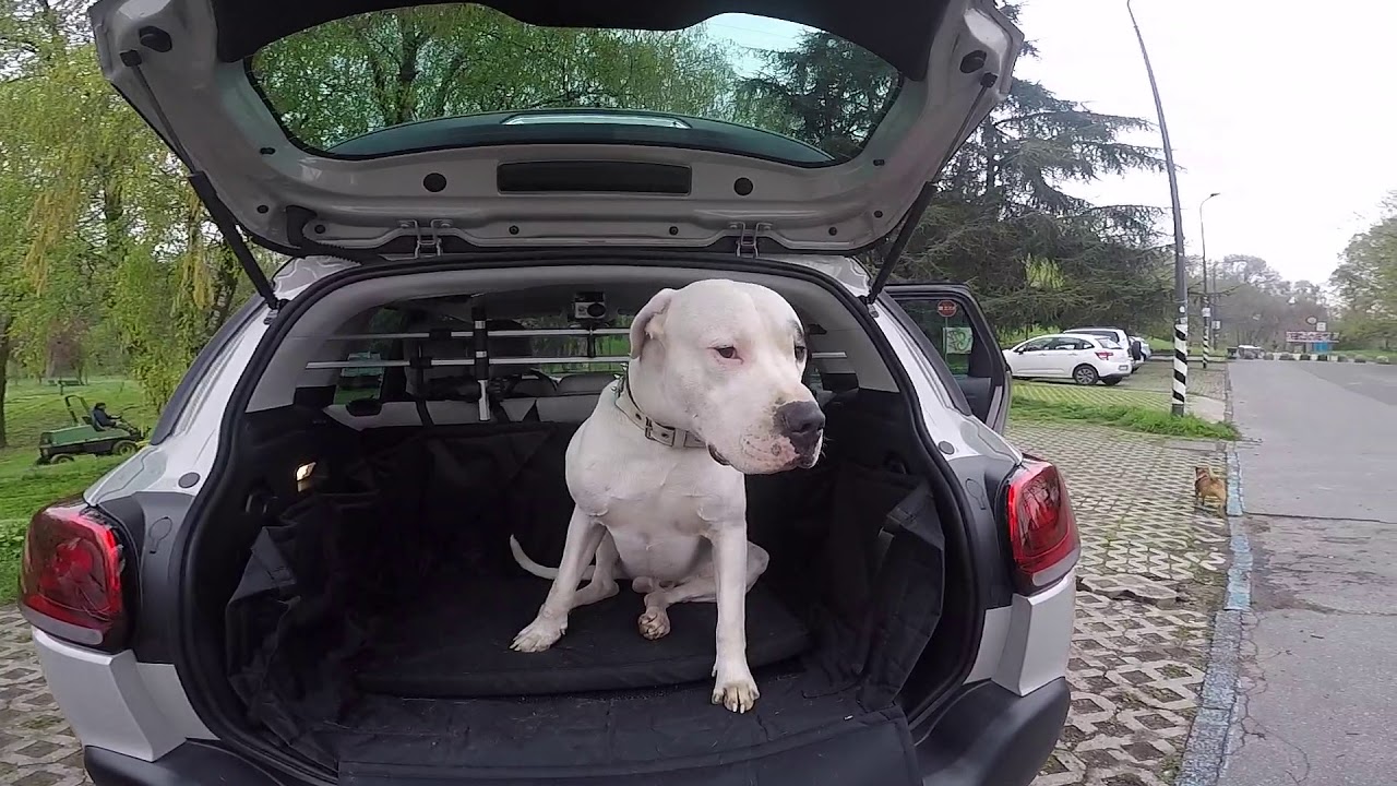 Pet à Porter, il kit per chi viaggia in auto con il proprio cane.