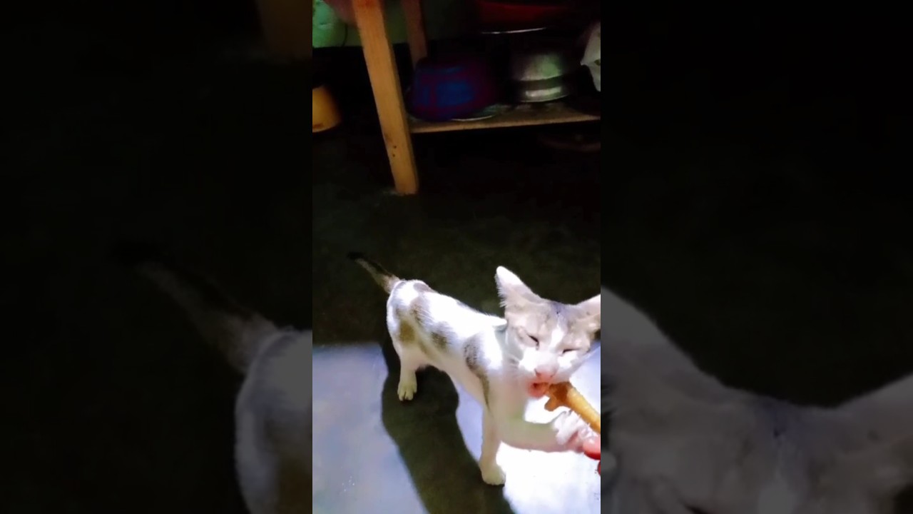 Pure Cuteness Overload! 😻 This kitten will melt your heart!