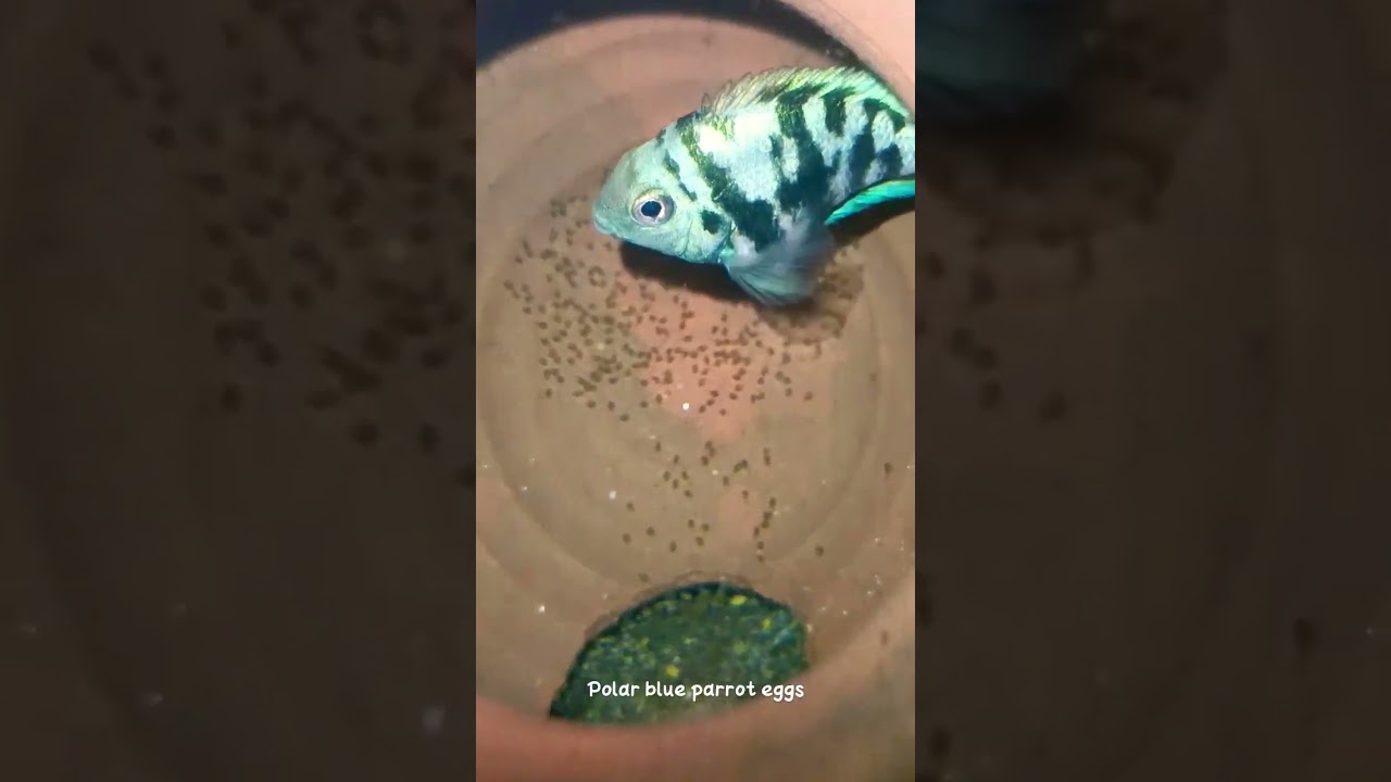 Blue Polar parrot eggs