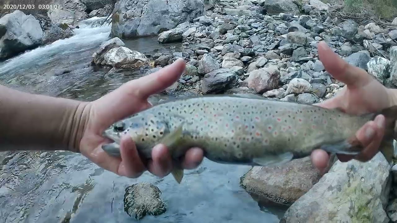 Ma fermeture 2025 dans les Hautes Alpes - Pêche en rivière de montagne
