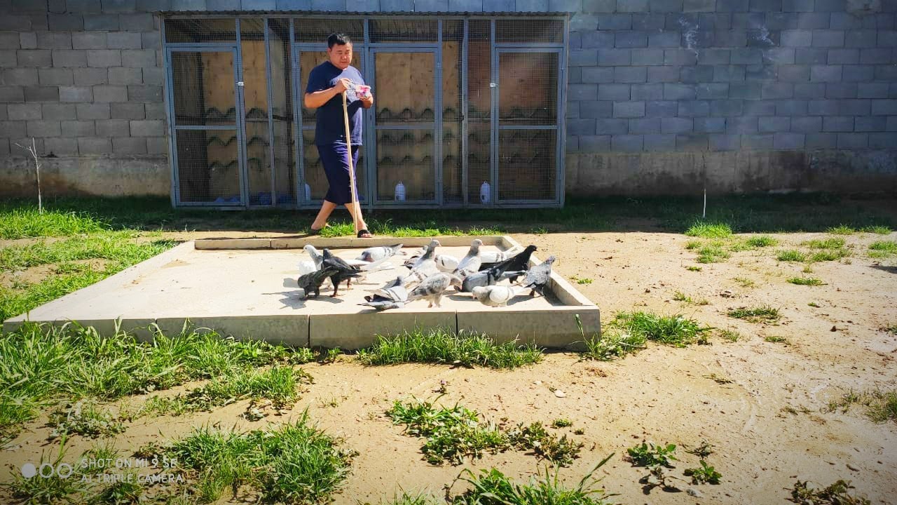 Этапы тренировки Турецкой Таклы / Training Turkish Takla Tumbler ( Мухит , Казахстан г. Жаркент )