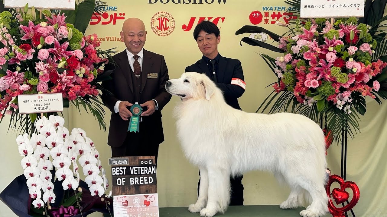 【ベテランクラス】埼玉西ハッピーライフケネルクラブ展　オスカー最後のドッグショー　greatpyrenees グレートピレニーズ　Great Pryenees