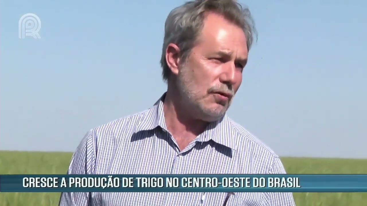 Pesquisa da Embrapa atesta alta qualidade tecnol&oacute;gica do trigo brasileiro | Canal Rural