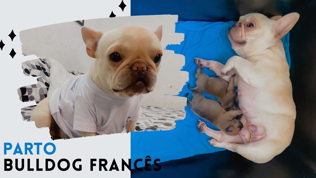 BULLDOG FRANCÊS PARTO CESÁREA |SUSTO | FILHOTES BULLDOG