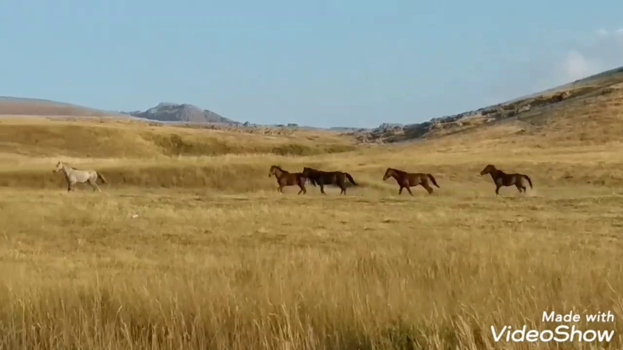 Kurdu Aktepe (2019 yaz ... Ziyaret dağı ve Yabani atlar)