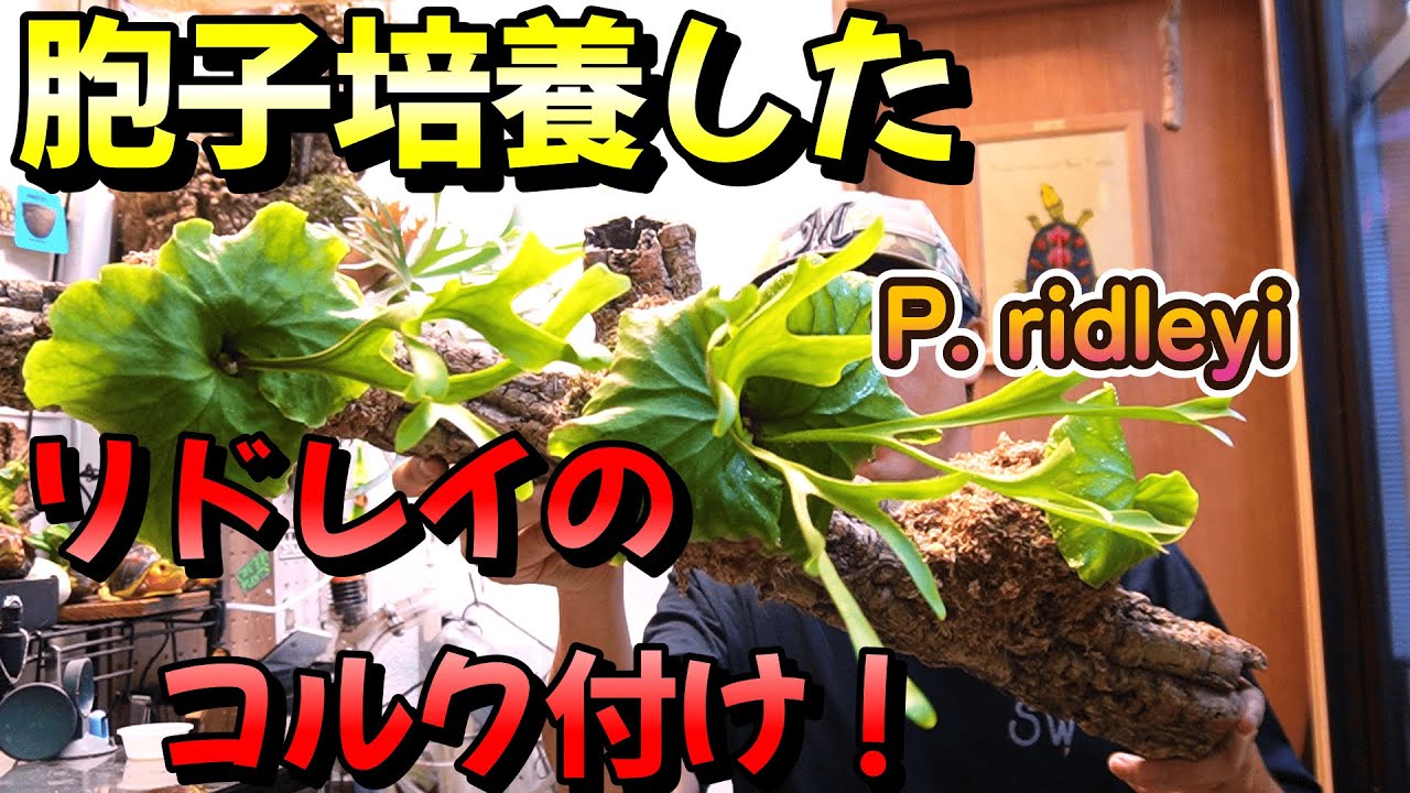 胞子培養したリドレイをコルク付け！
