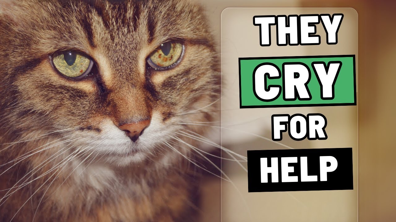 This Is How Cats Ask for Your Help &ndash; Most People Miss It