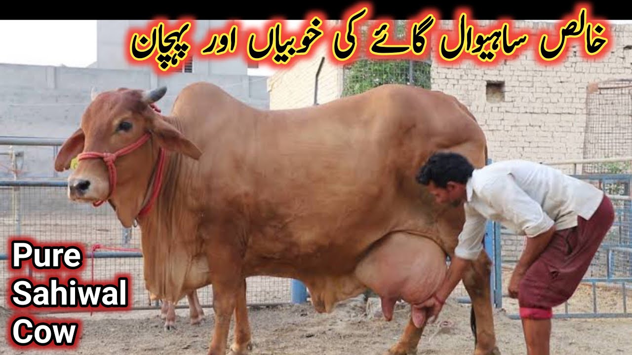 Pure Sahiwal Cows Physical Characteristic || Sahiwal Cow Ki Khobian Aur Pehchan || My Life Channel