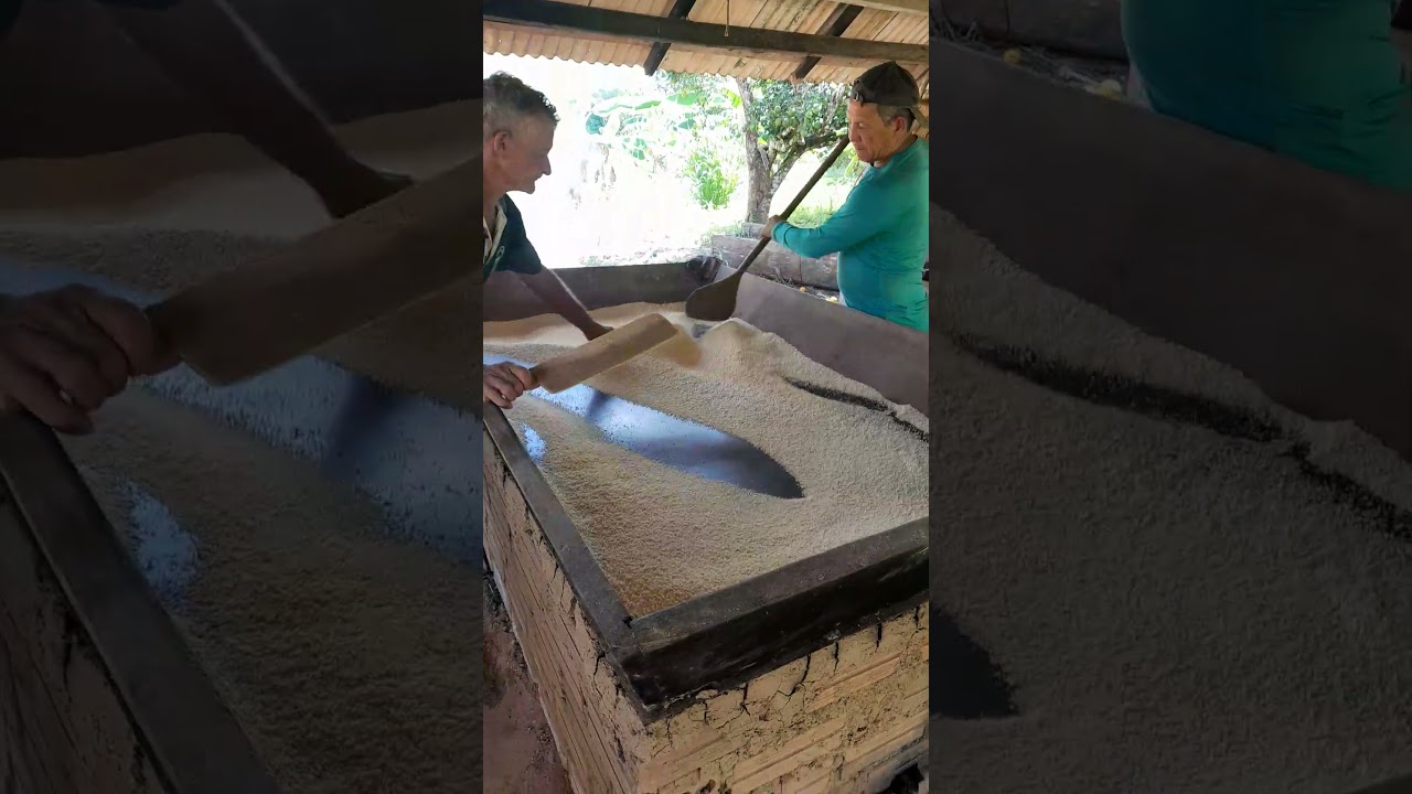 torrando farinha do geito tradicional#farinha de mandioca#ro&ccedil;a