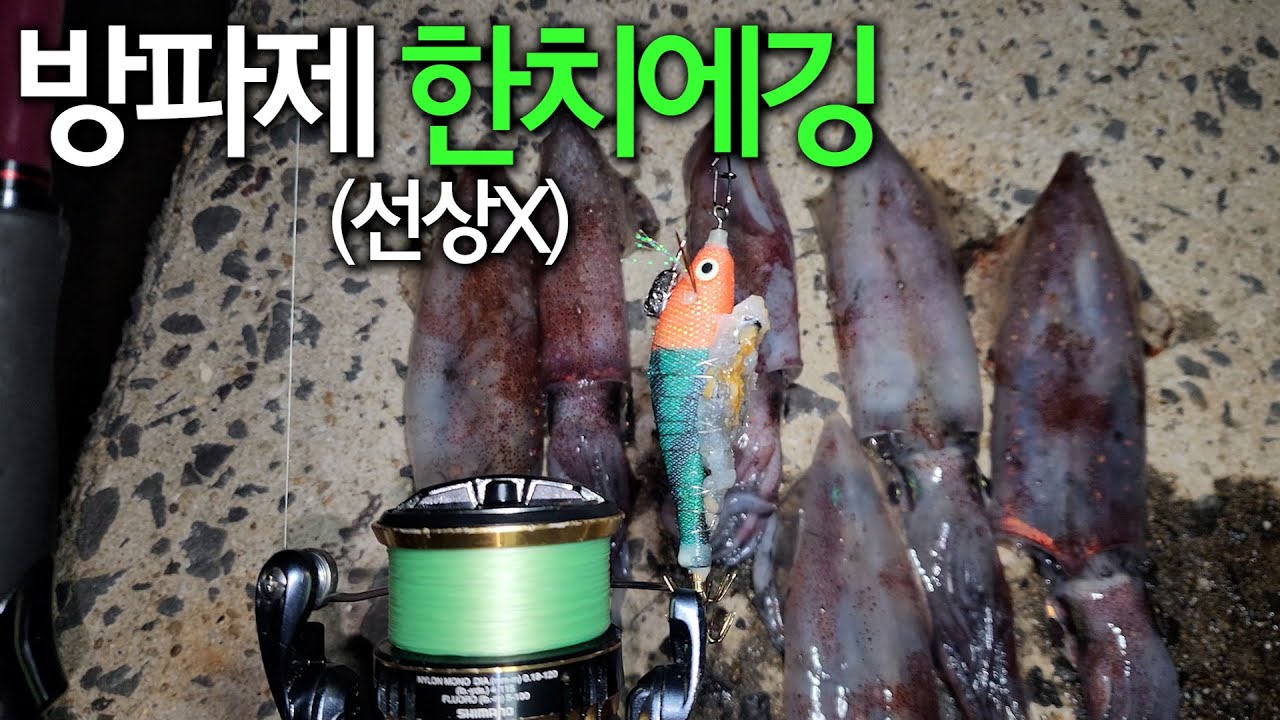 방파제에서 에깅으로 한치 마릿수 하는 방법!!!(다른건 몰라도 수중영상은 한번 보고가세요❤️)