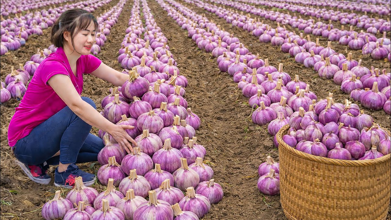 Harvesting Giant Purple Garlic to Sell | Massive Traditional Chewy Rice Cake Before Market Day