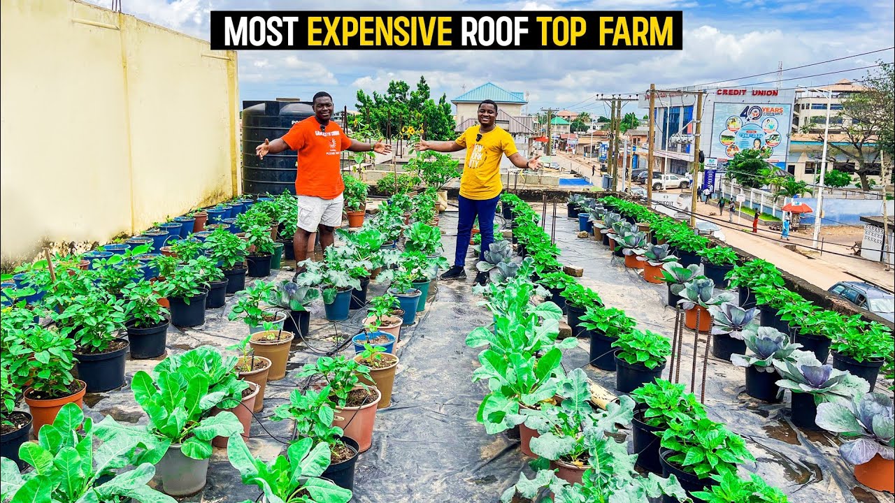 Inside the Most Expensive Roof Top Farm in Ghana #carolinareaper #pepper #habaneros #farming