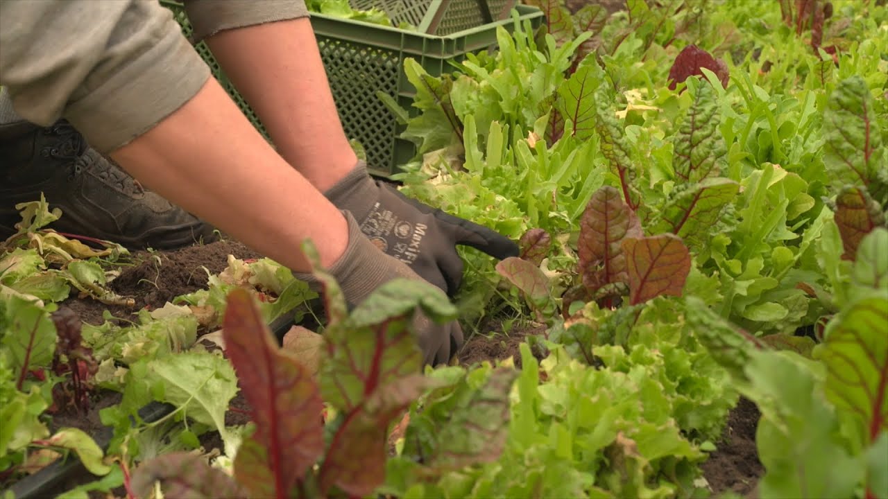 Solidarische Landwirtschaft im Landkreis Verden