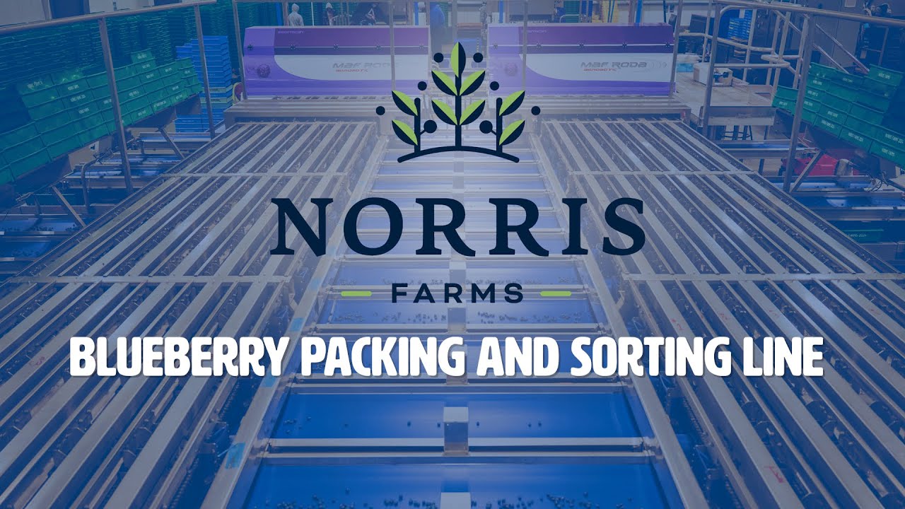Touring a blueberry packing facility - Norris Farms