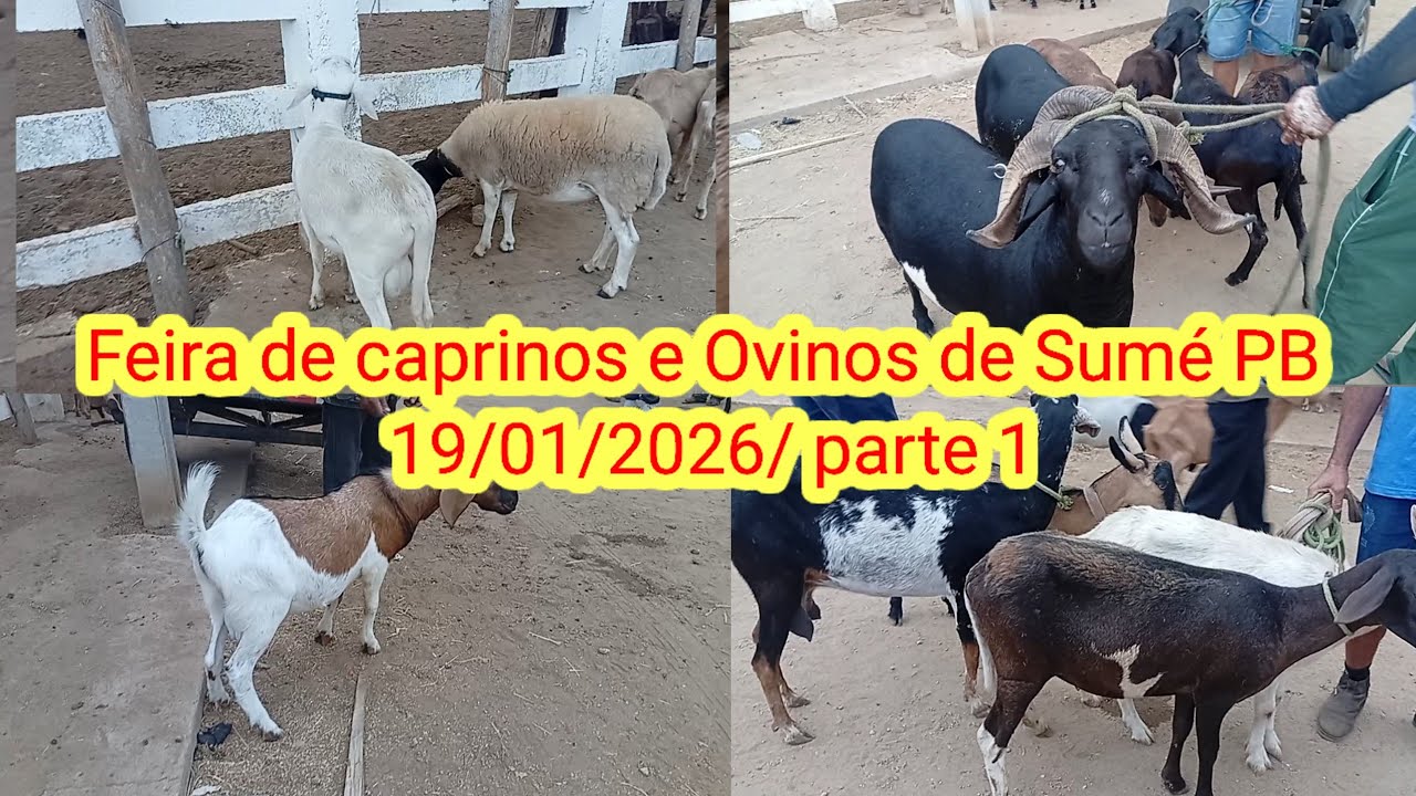 Feira de caprinos e Ovinos de Sumé PB 19/01/2026/ parte 1