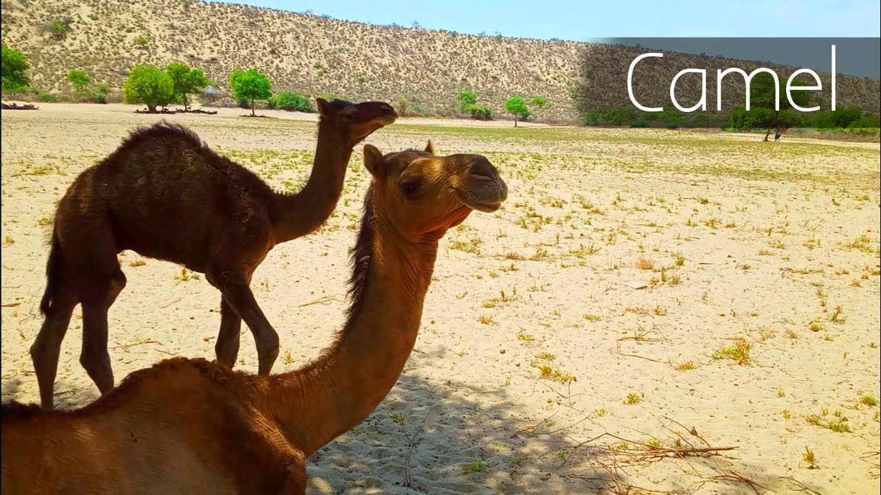 Camel -- Beauty Of Thar Pakistan Camel | Cafe Thar