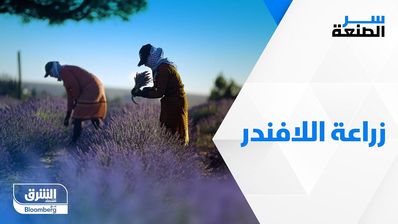 زراعة اللافندر في لبنان - سر الصنعة
