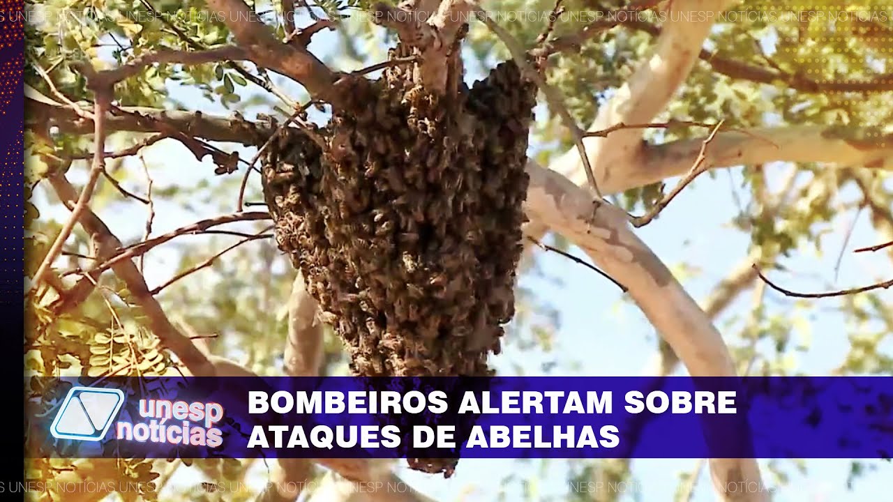 Ataque de abelhas: saiba como agir e por que os casos aumentam no verão
