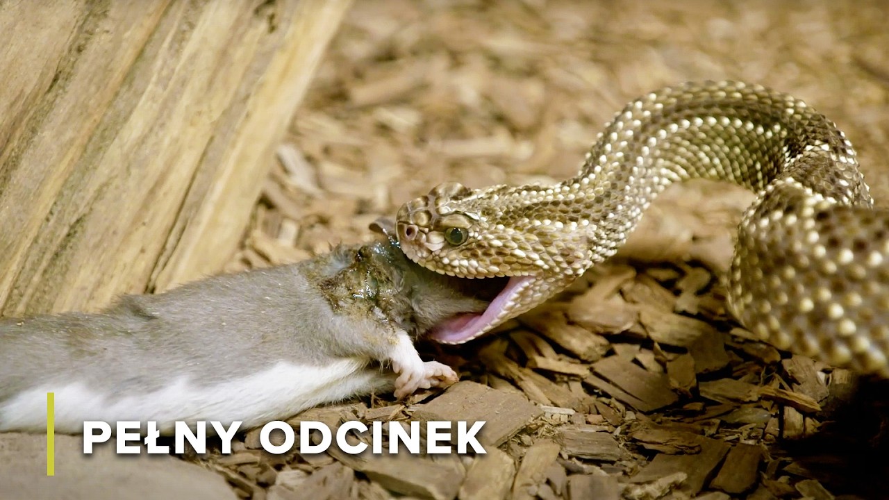 Waran z Komodo vs Wąż: Epicka Potyczka | Atak i obrona 104