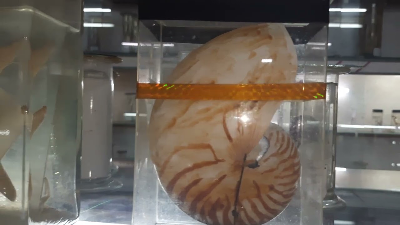S.V.K.P. Dr K.S.RAJU ARTS&SCIENCE COLLEGE ZOOLOGY LAB AT PENUGONDA
