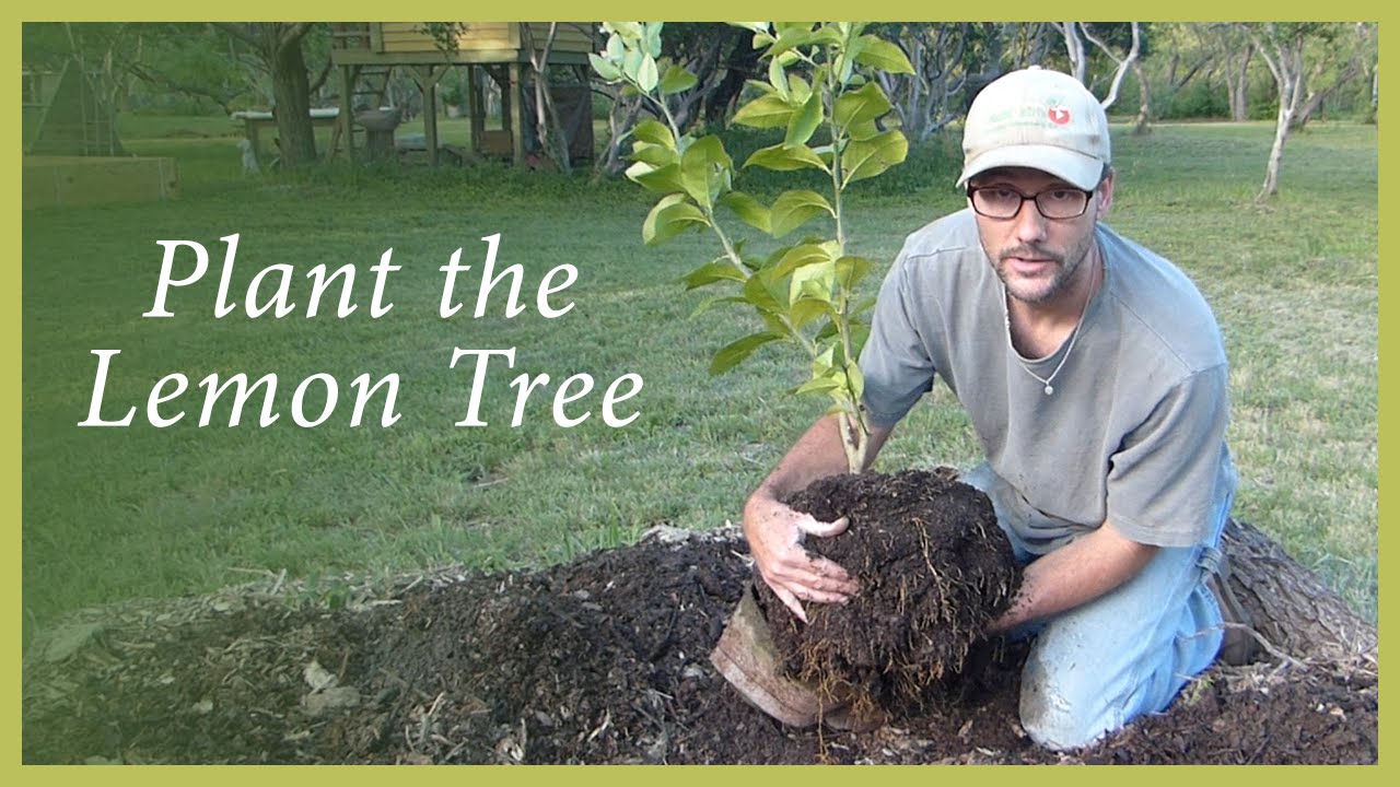 Planting the Lemon Tree Propagated by a Cutting