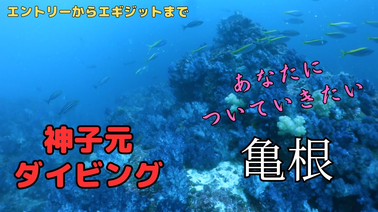 ＜フィン選び＞神子元の洗礼受けてきた！＜超だいじ＞　My first diving in Mikomoto, Izu     Diving in Japan