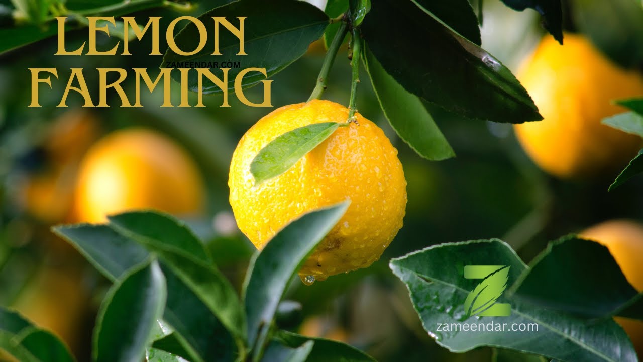 Lemon Farming لیموں کی کاشت | Cultivation & Harvesting 