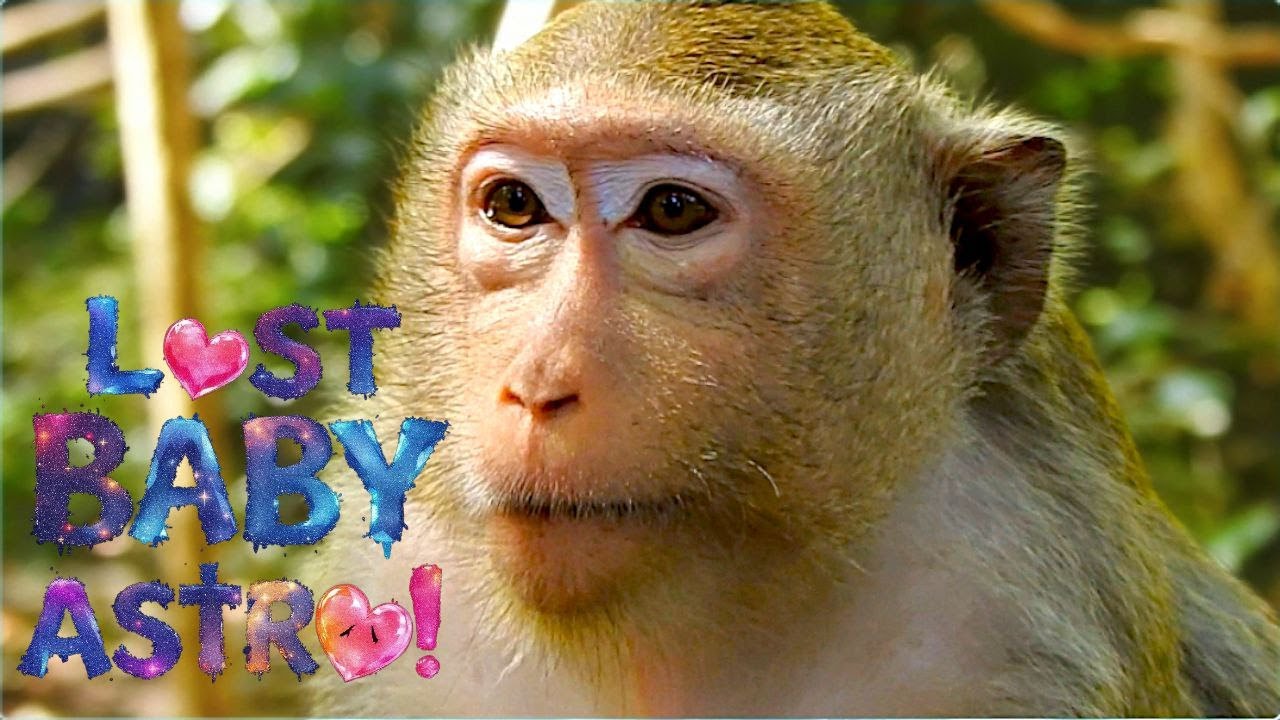 Потерявшийся детеныш обезьянки! Эмоциональное путешествие Астры в поисках Астро.