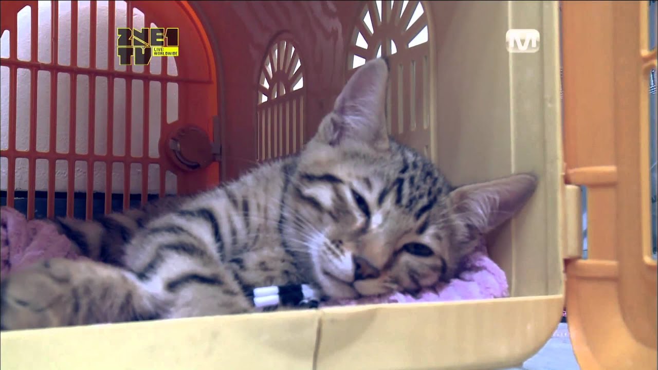 2NE1_TV_Season 3_E11-2 (ENG)