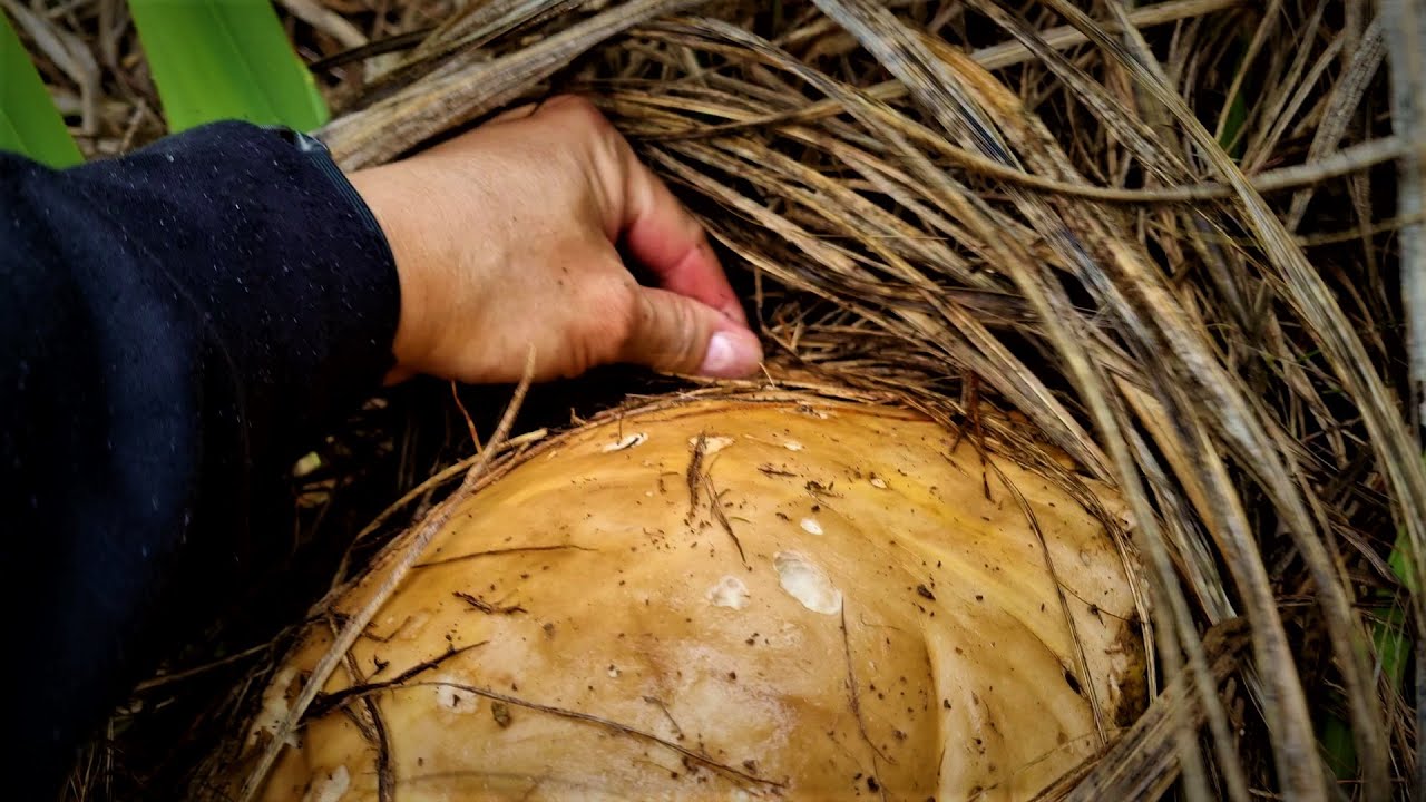 2023 - Winter porcini and other amazing wild mushrooms in Adelaide Hills