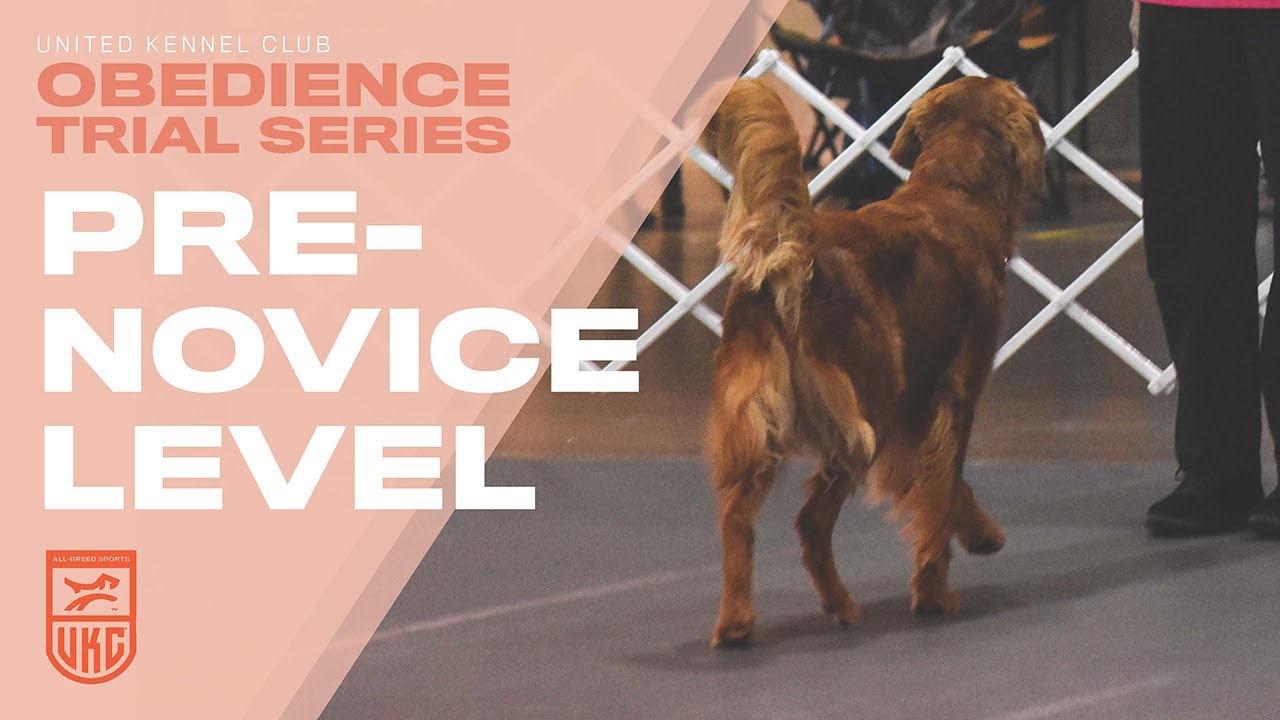 Программа UKC Obedience: дрессировка собаки до уровня новичка | United Kennel Club