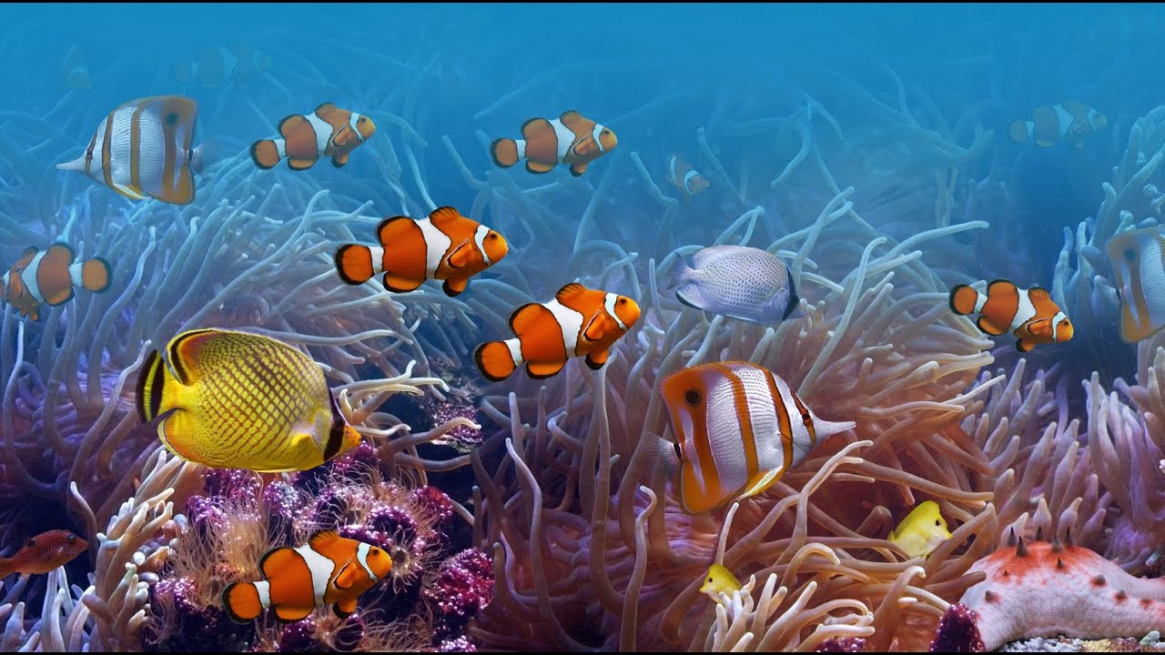 Il Museo oceanografico di Monaco